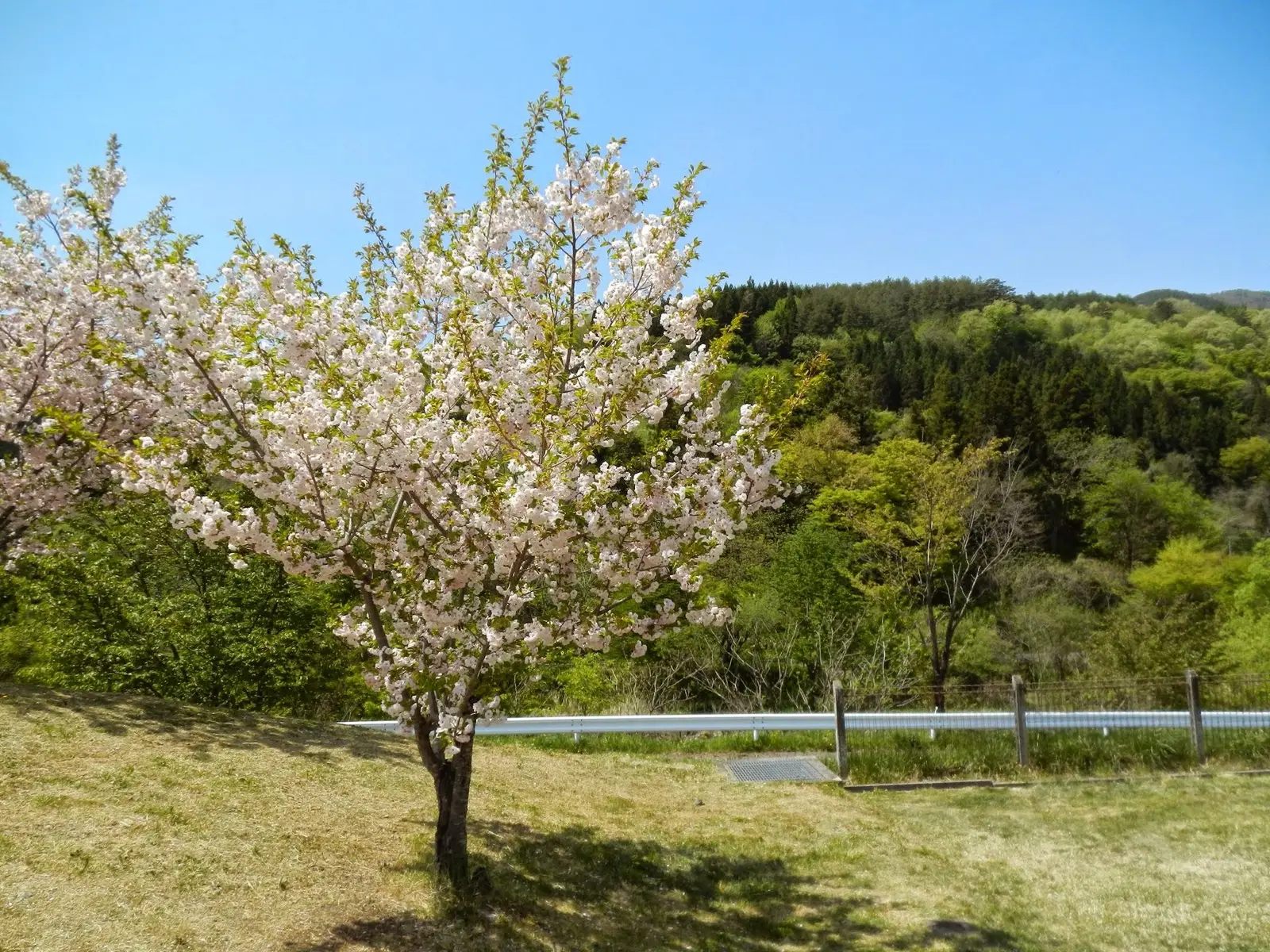 宮古市川内地区の桜（施設周辺の景観）
