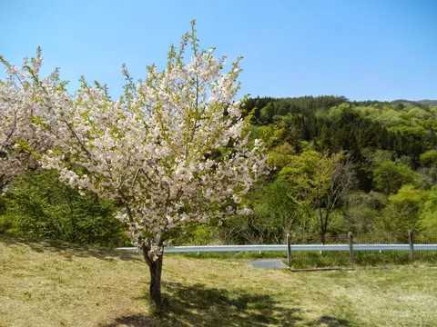 宮古市川内地区の桜（施設周辺の景観）